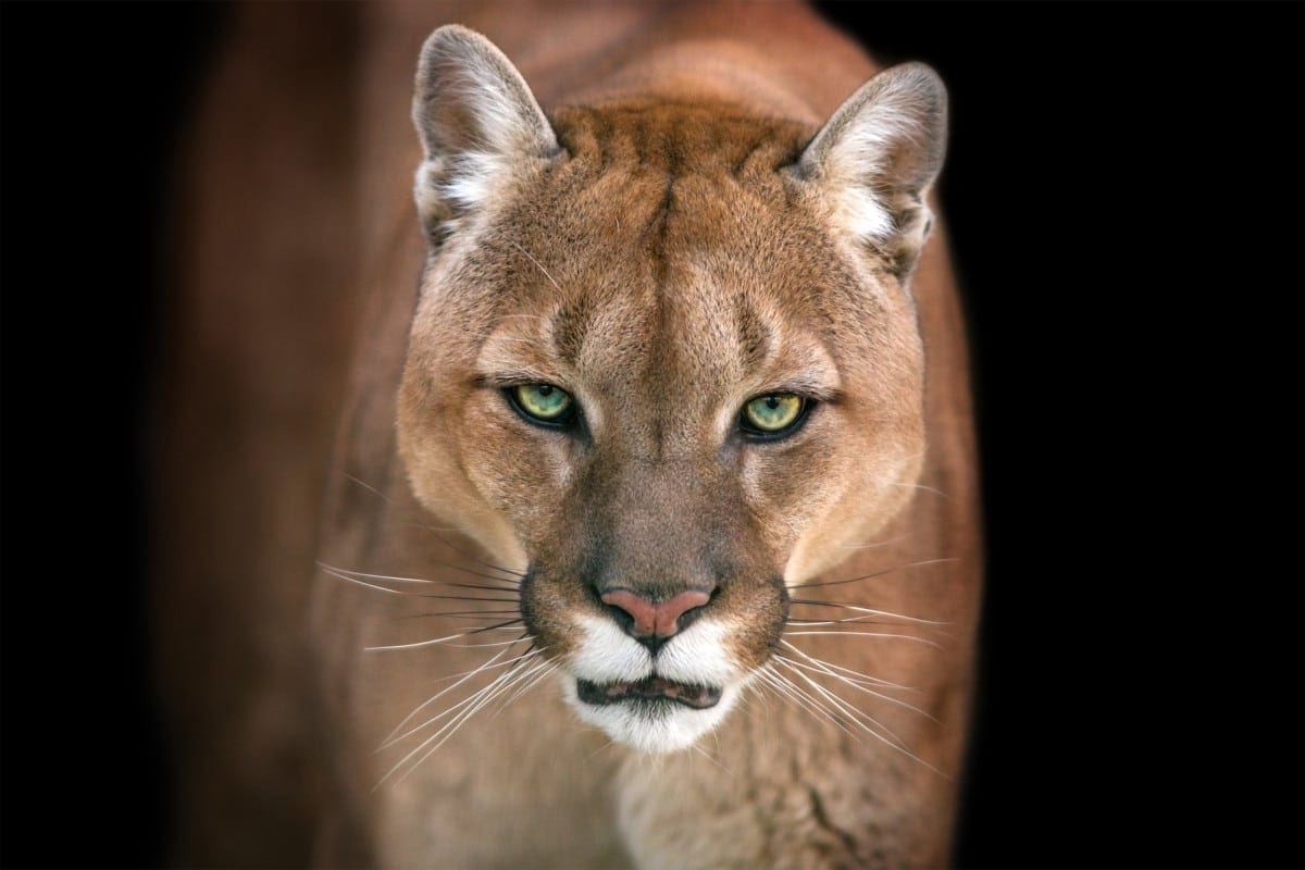 Mountain Lion : ST FRANCIS DAM NATIONAL MEMORIAL FOUNDATION