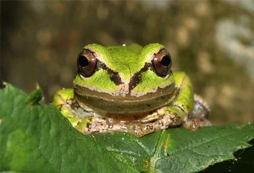 Pacific Chorus Frog : ST FRANCIS DAM NATIONAL MEMORIAL FOUNDATION
